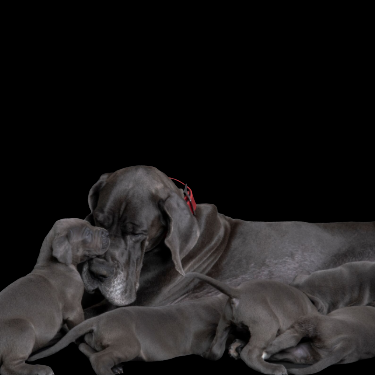 Dog with her puppies