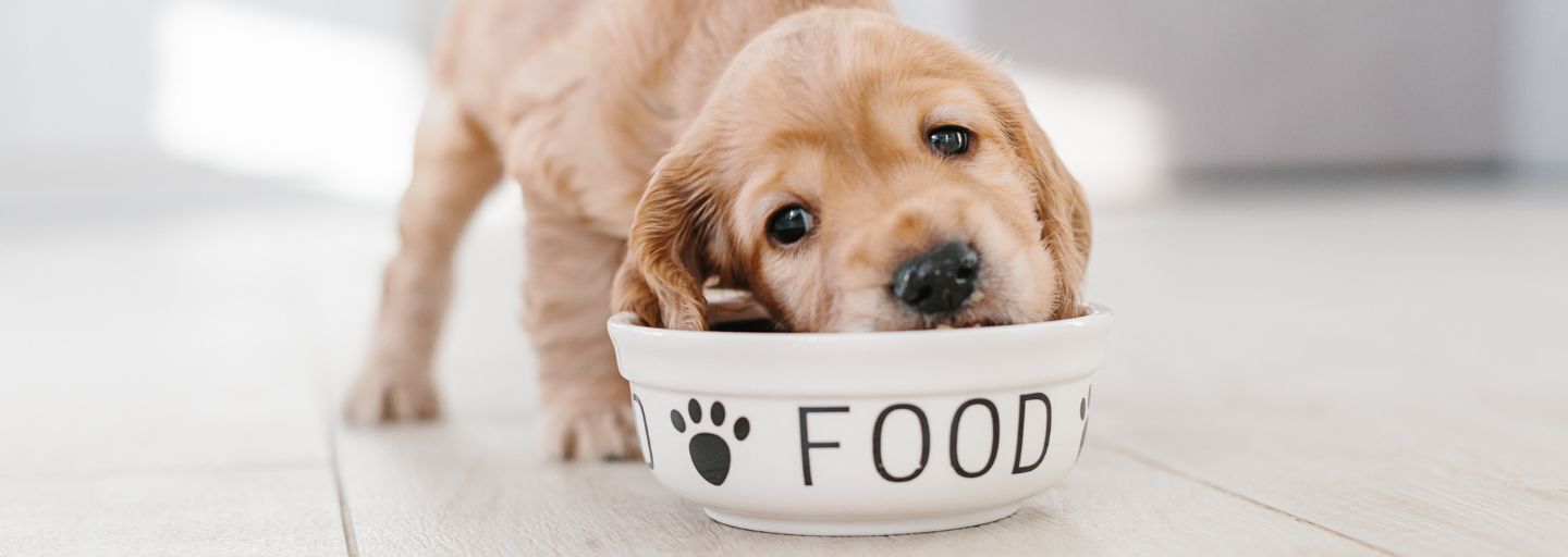 Puppy eating from it's food bowl