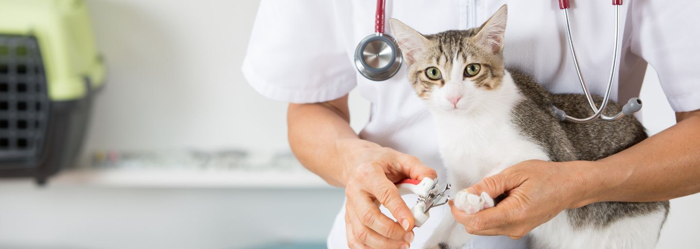 Cat having it's claws trimmed by their veterinarian
