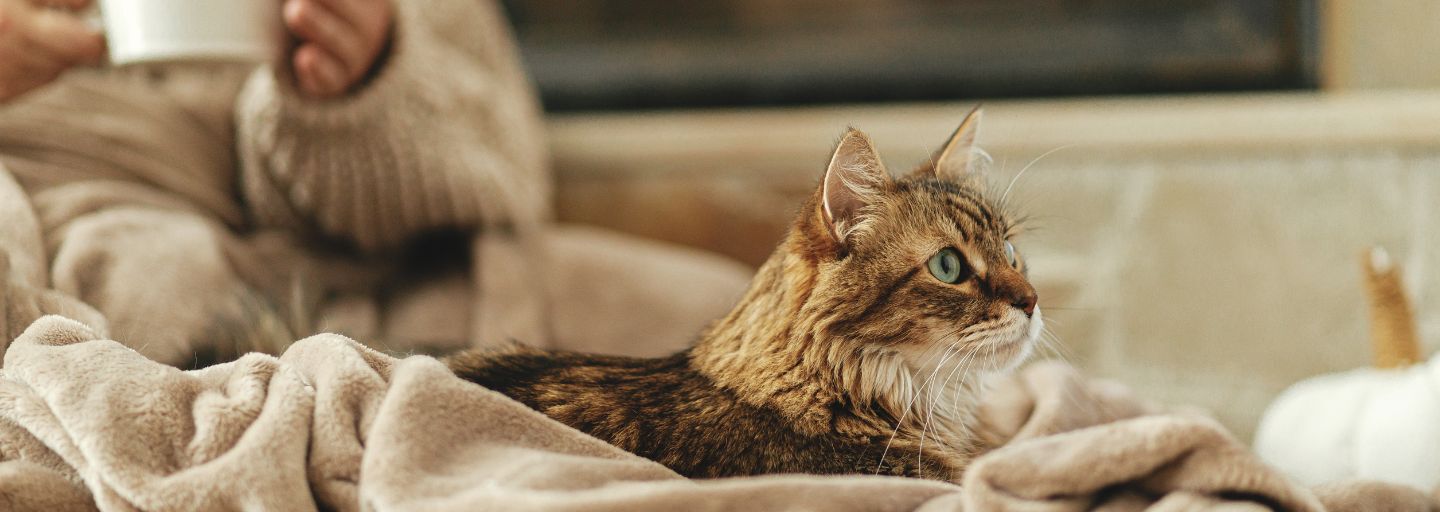 Adorable tabby kitty relaxing at fireplace on background of owner in warm sweater with cup of tea in rustic farmhouse.