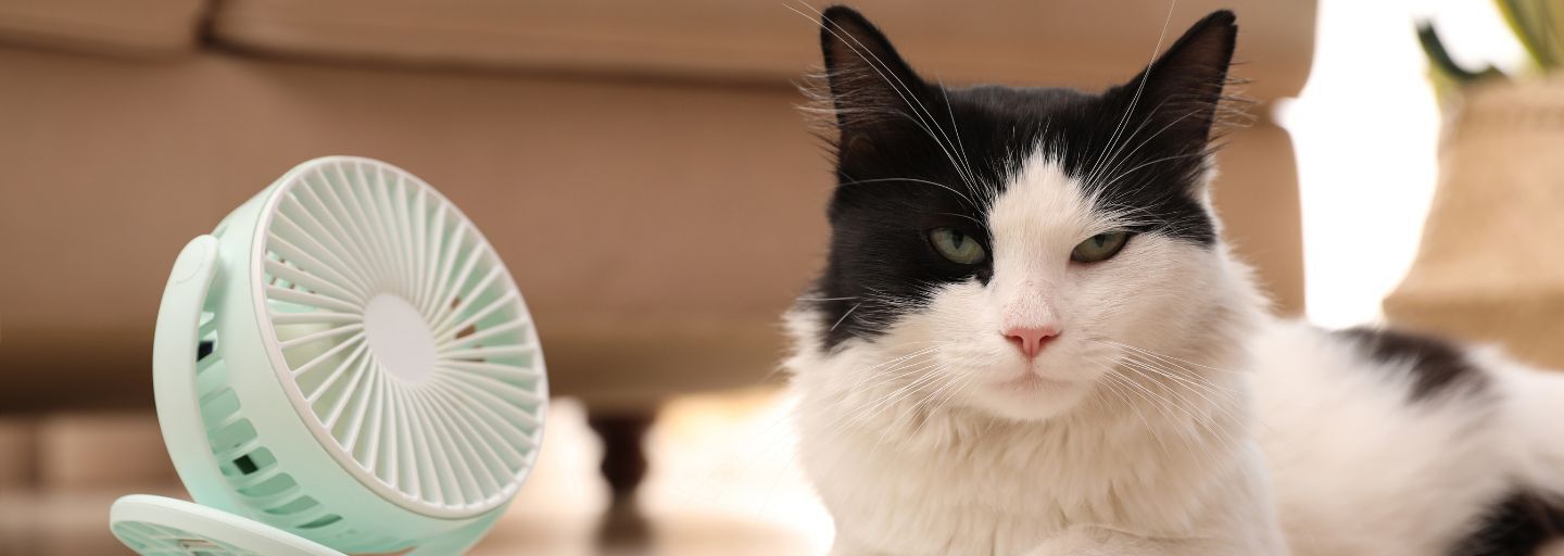 Cute fluffy cat enjoying air flow from fan on floor indoors.