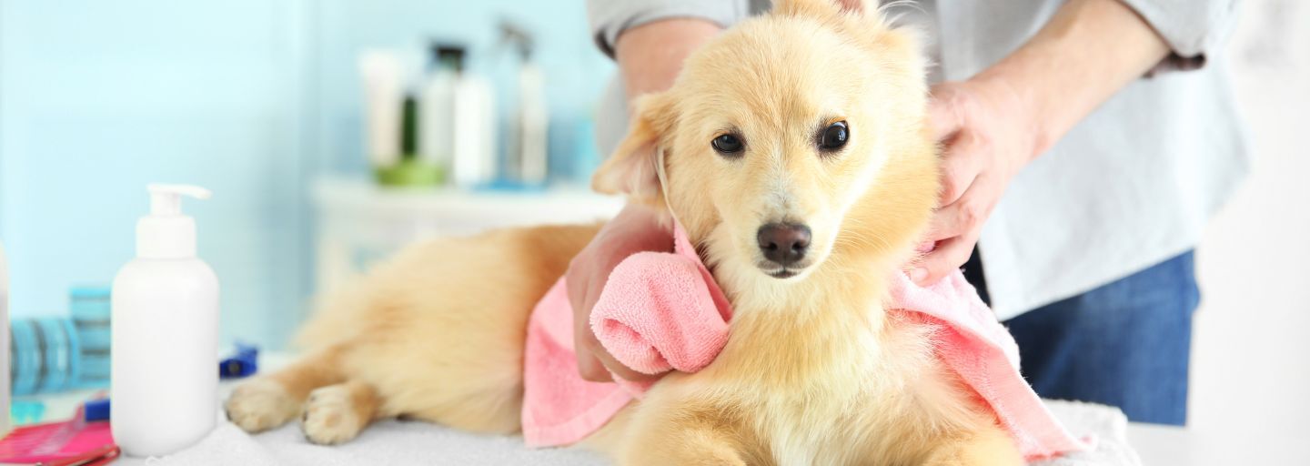 Dog being towel dried at the groomers