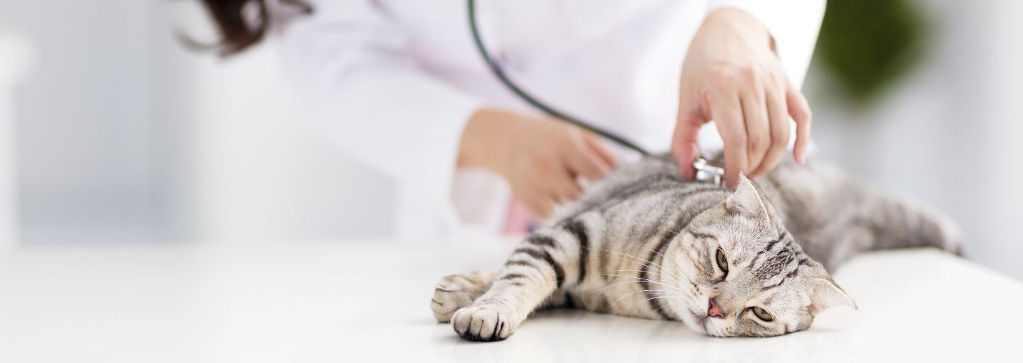 Cat having a consultation at the vet