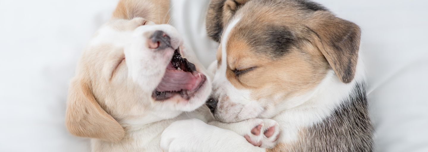 Two cute Beagle puppies sleep together under a white blanket on a bed at home.