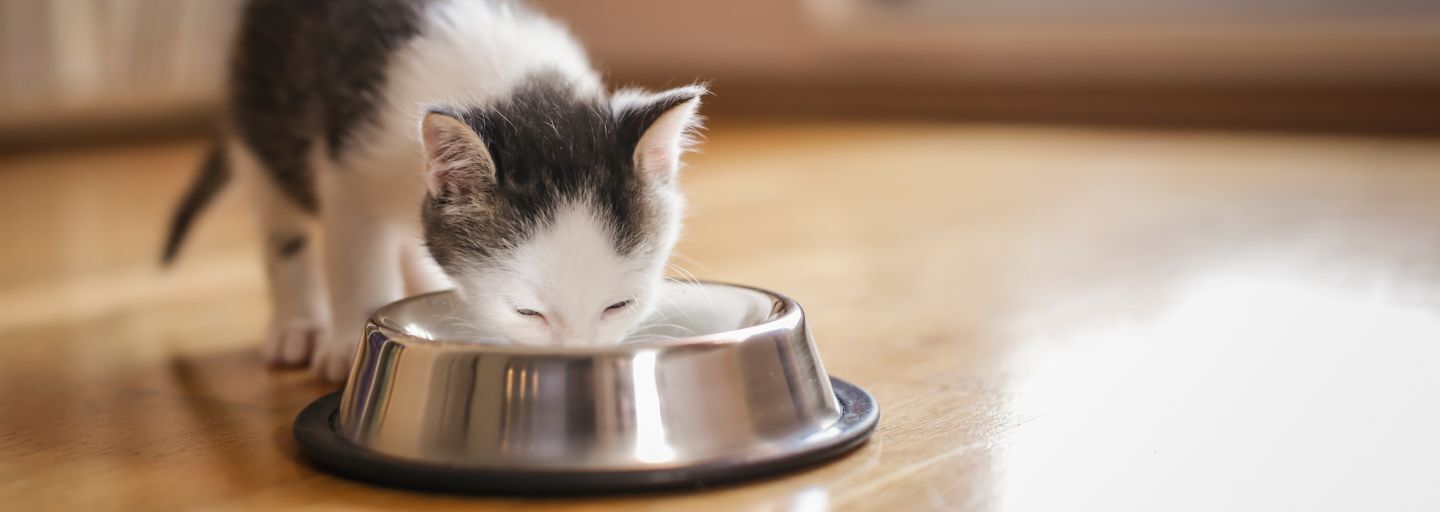 Beautiful little kitten licking milk from a bowl placed on the living room floor next to a window.