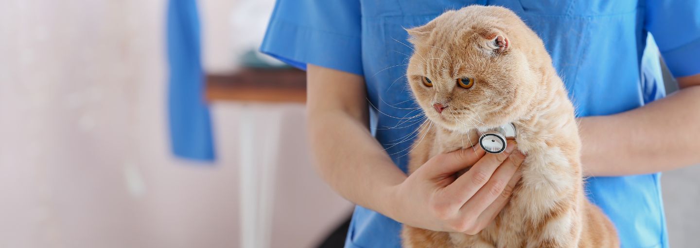 cat at vet