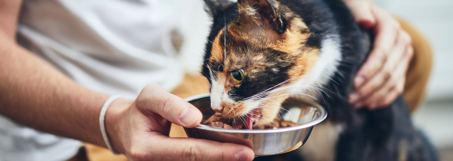 cat eating