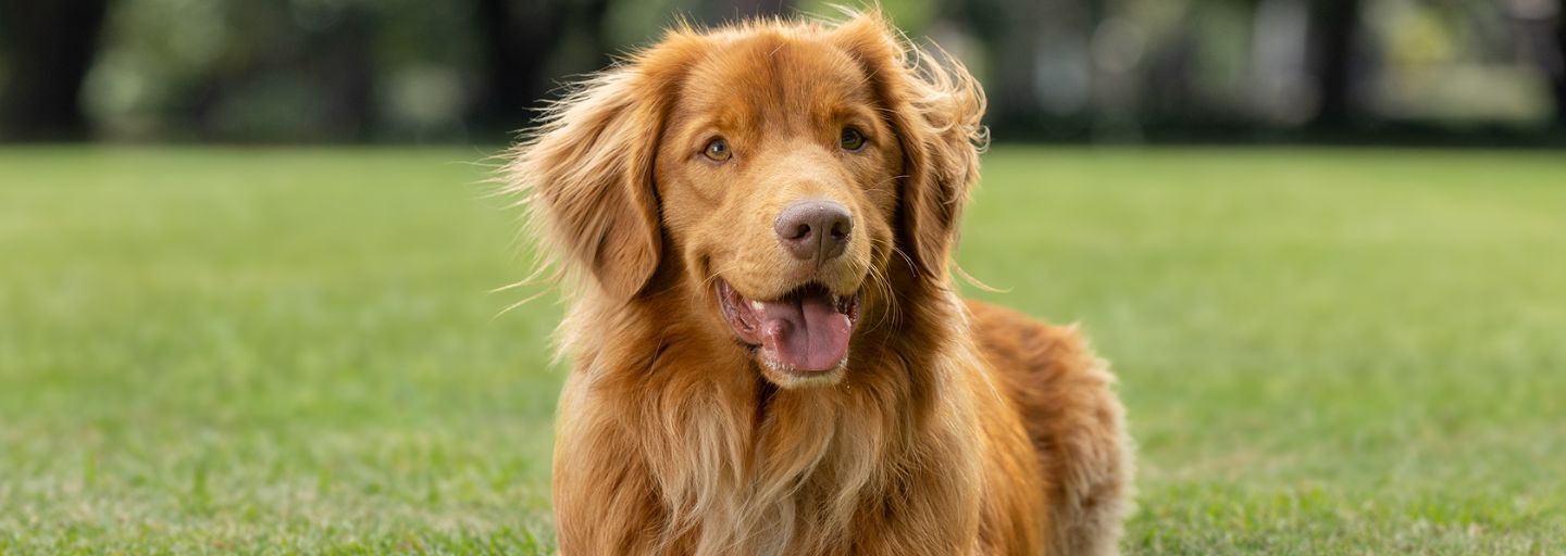 Flea and Tick Control for Large Dogs Purina