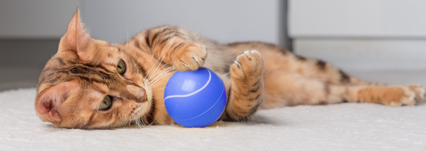 cat playing with blue ball