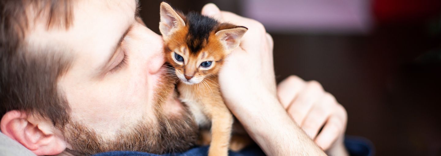 A bearded man gently pets a one-month-old Abyssinian ruddy kitten that is sitting on his chest, showcasing a tender moment of connection between the man and his adorable feline companion.