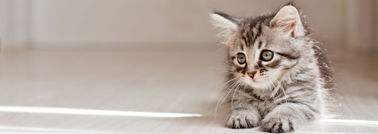 Sad little gray kitten lying on the floor in the rays of the sun.