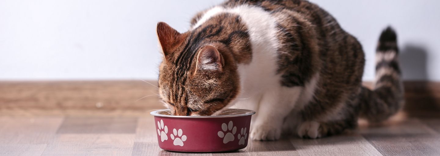 Adult cat feeding new arrivals