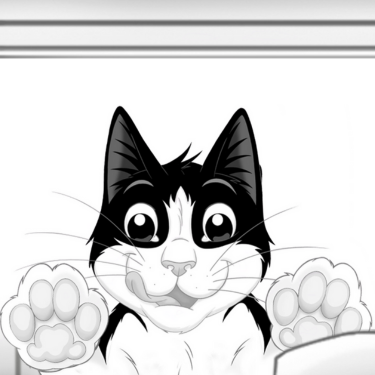 Felix - black and white cat at the window