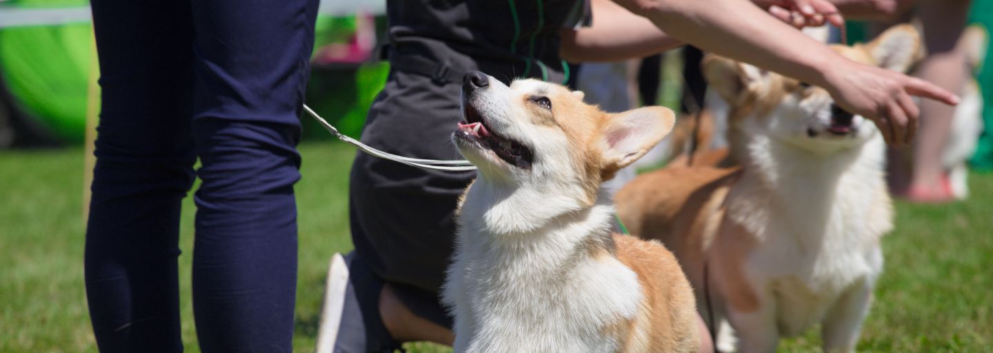 corgi dogs and handlers at the dog show