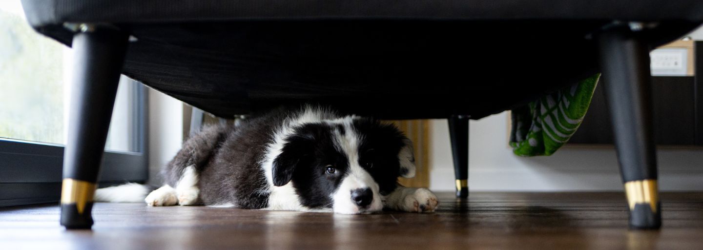 Adorable puppy dog hiding under sofa at home.