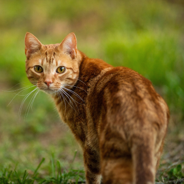 Friskies - red cat on a blurred outdoor background