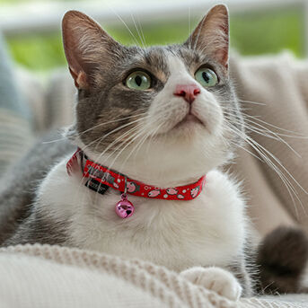 Purina cat collar 2025