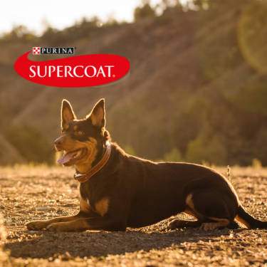Supercoat - Australian Kelpie dog lying in a field with golden light