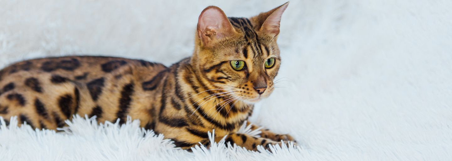 Bengal cat laying on the white background.