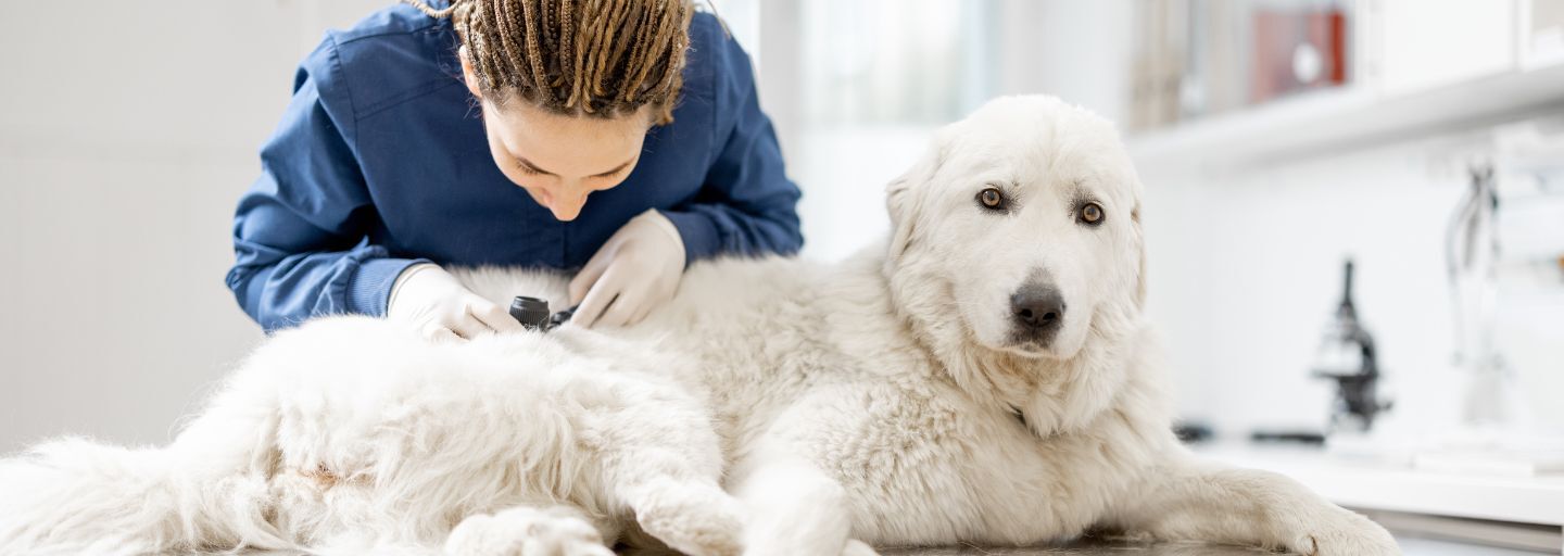 dog getting skin checked at vet