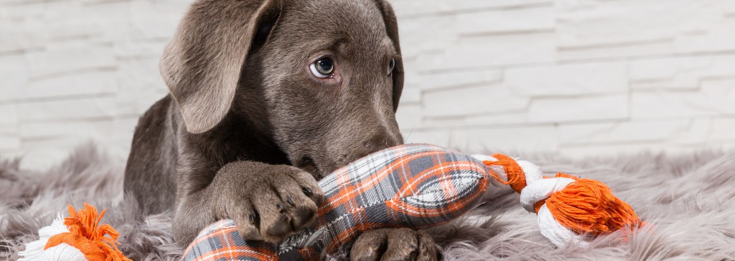 Cute puppy holding tight onto his toy.