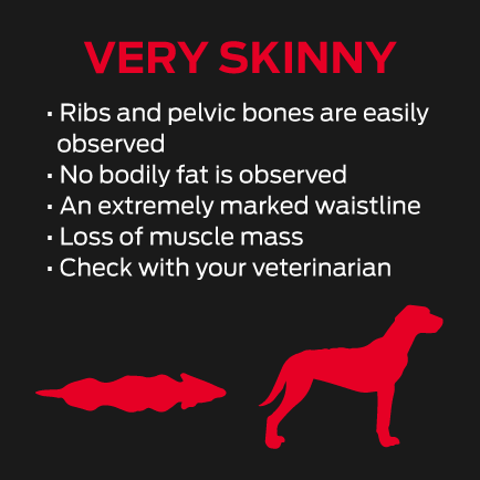 Supercoat - Dog is Skinny