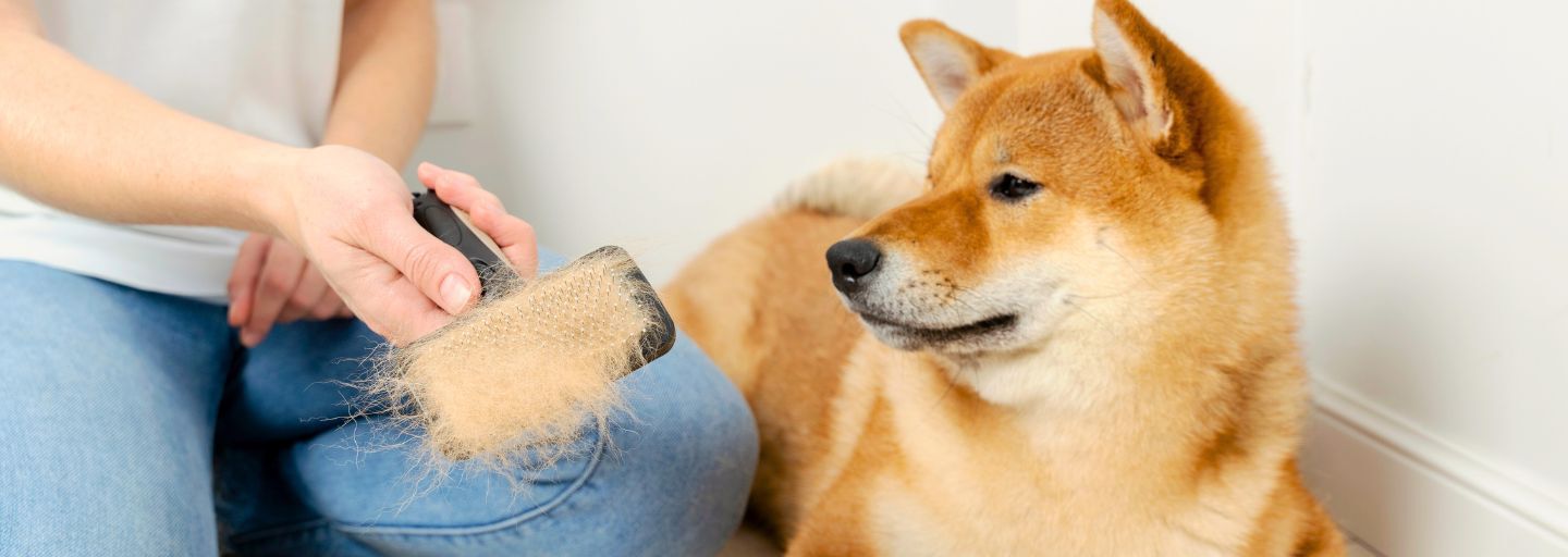 Shiba dog shedding fur