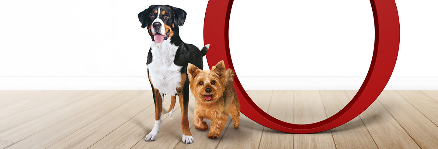 A larger black and white dog standing next to a smaller brown dog on a light wooden floor.