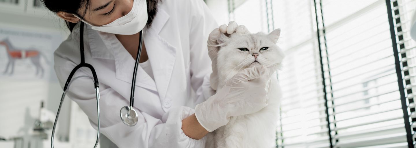 Asian veterinarian examine cat during appointment in veterinary clinic.