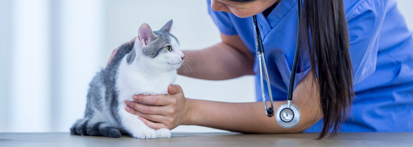 Cat Having a Consultation with their Treating Veterinarian