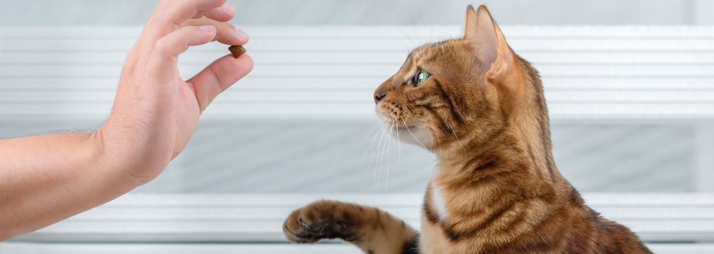 Owner giving their cat a training treat