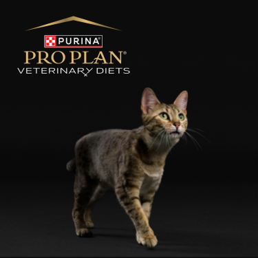 PRO PLAN Veterinary Diets - cat on a black background