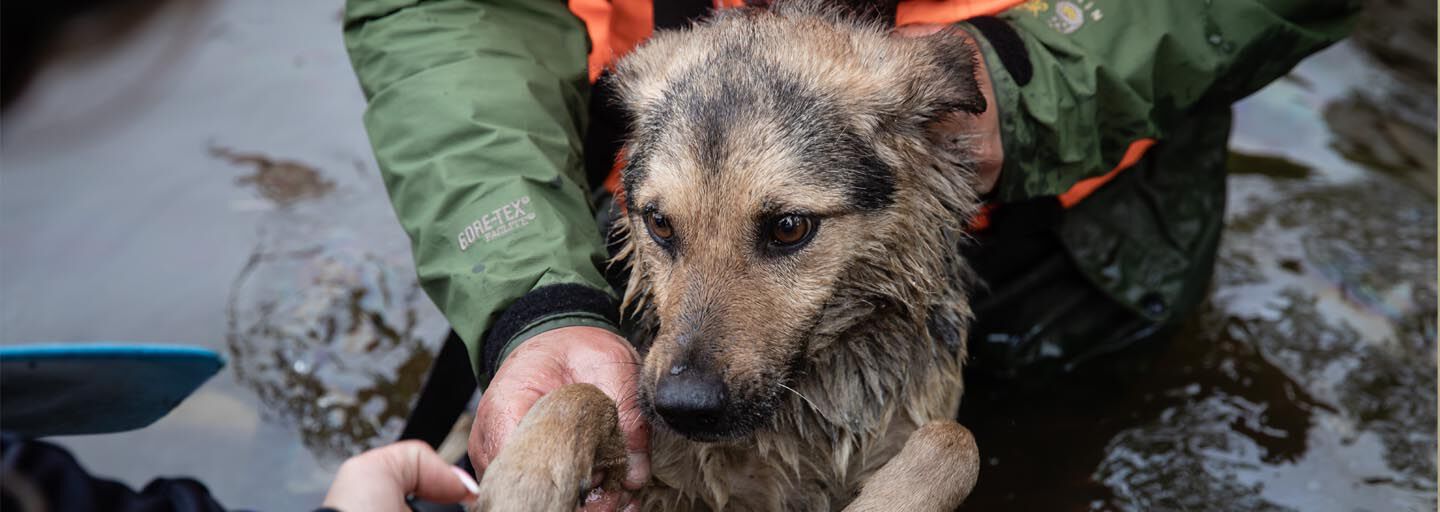 Rescue worker holding a wet dog during an animal rescue operation in water.