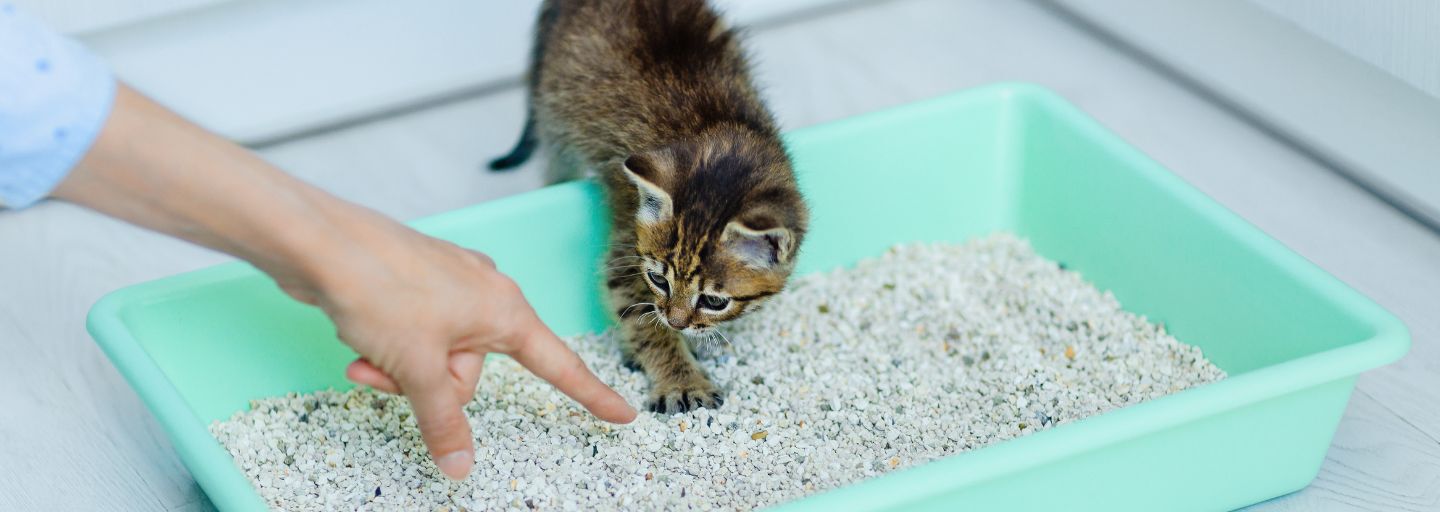 Early Kitten Training Name Scratch Litter Purina