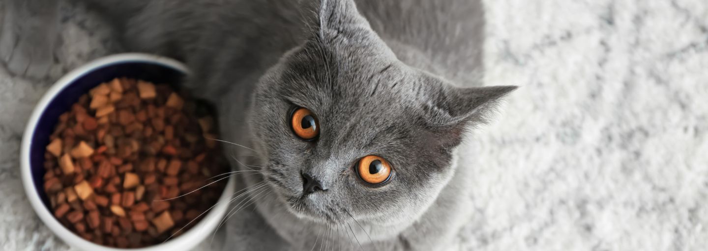 cat waiting for food