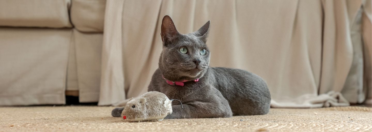Cat laying on the carpet with a mouse toy in front of it.