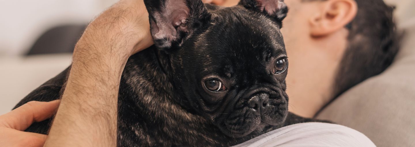 Frenchie Bulldog looking sad close to owner