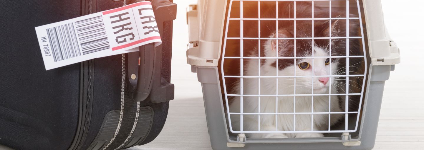 Cat sitting in a cat carrier next to a suitcase