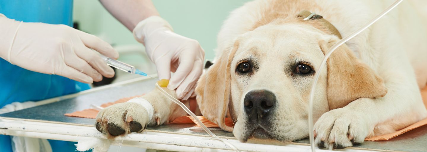 dog at vet