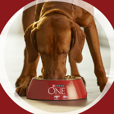 Purina ONE Dog eating food from a bowl