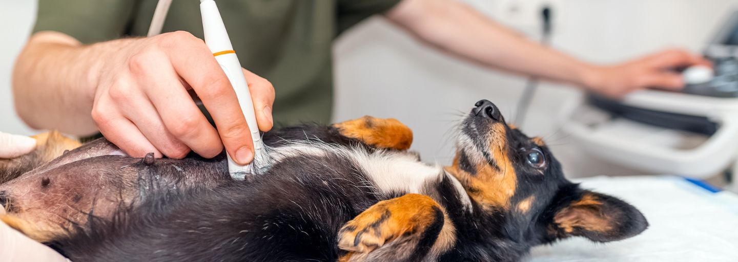 dog getting an ultrasound