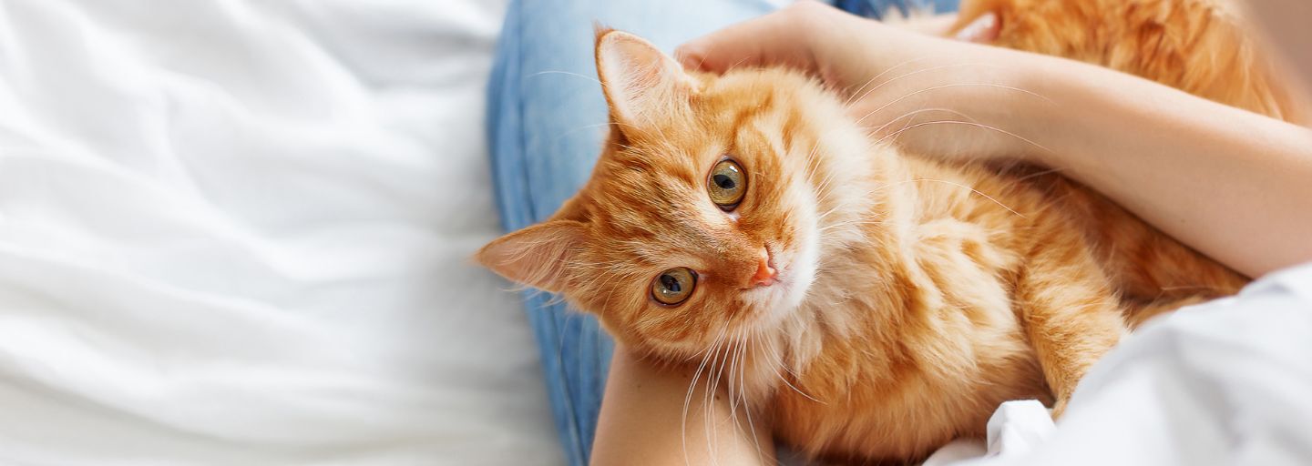 Ginger cat sitting on owners lap