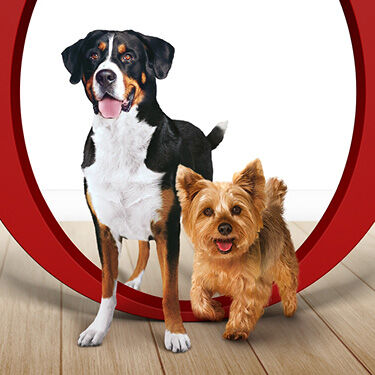PURINA ONE dog image
