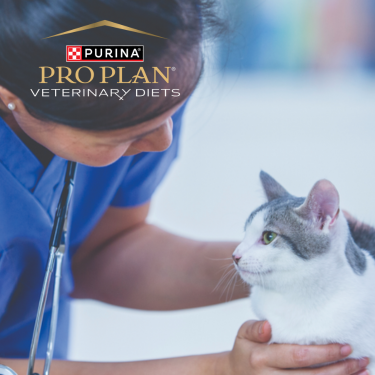 cat with vet