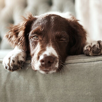 Total Care Dog Product Range Purina Australia