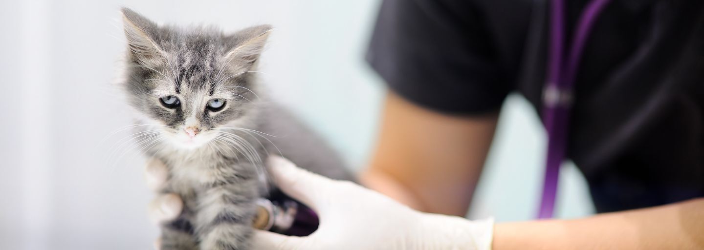 Kitten having a consultation at the vet
