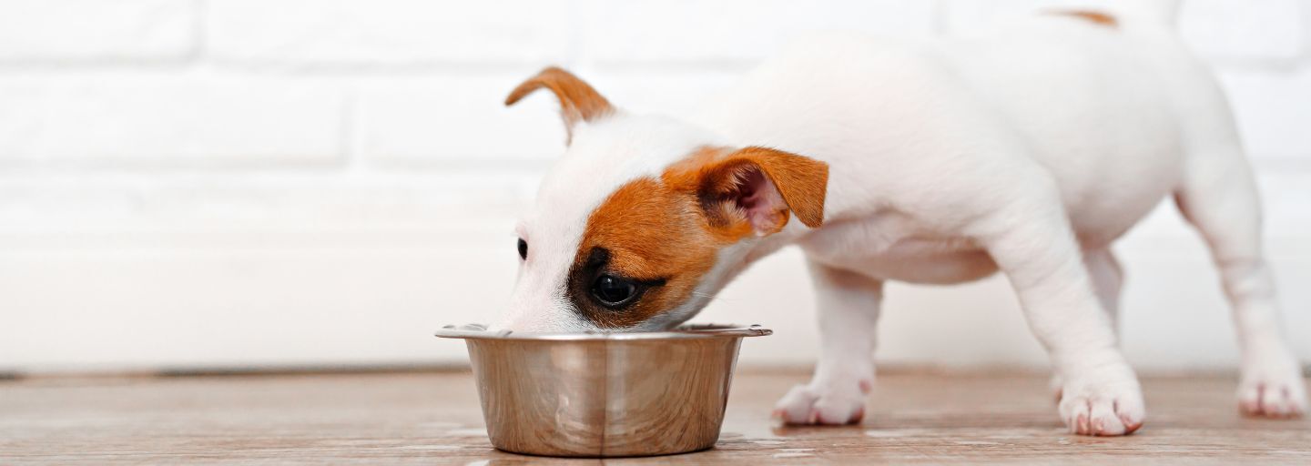 A Jack Russell Terrier puppy indulges in drinking water from bowl.