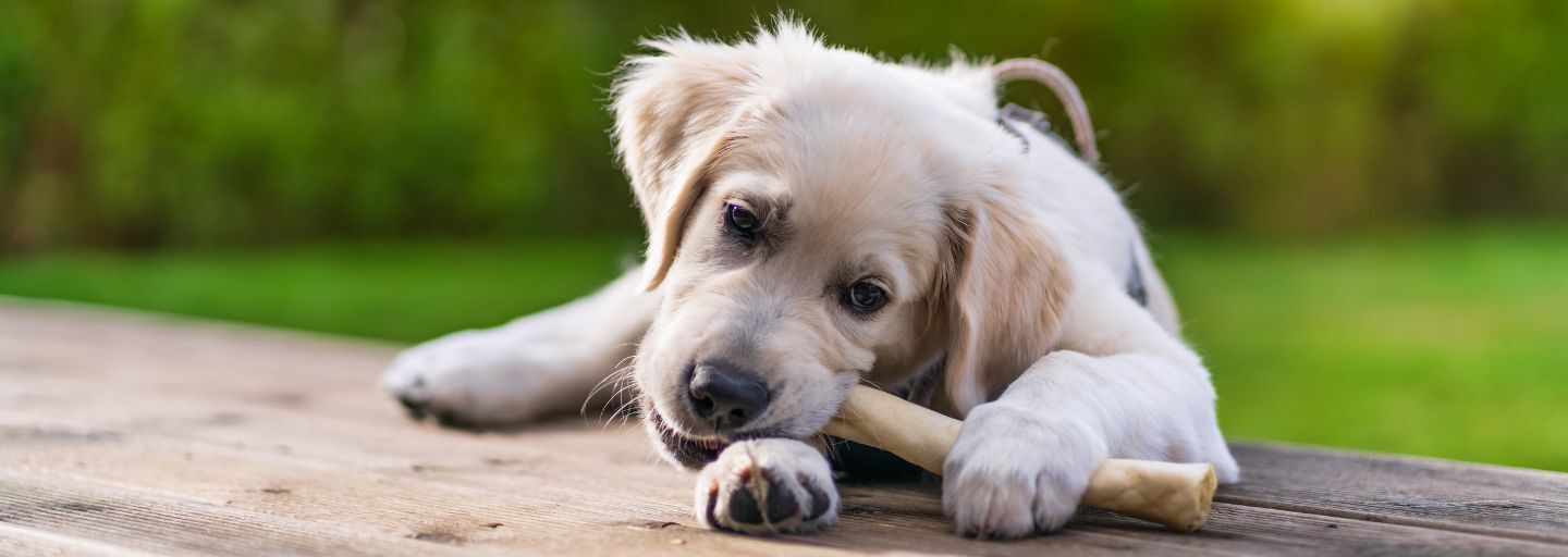 dog eating a bone