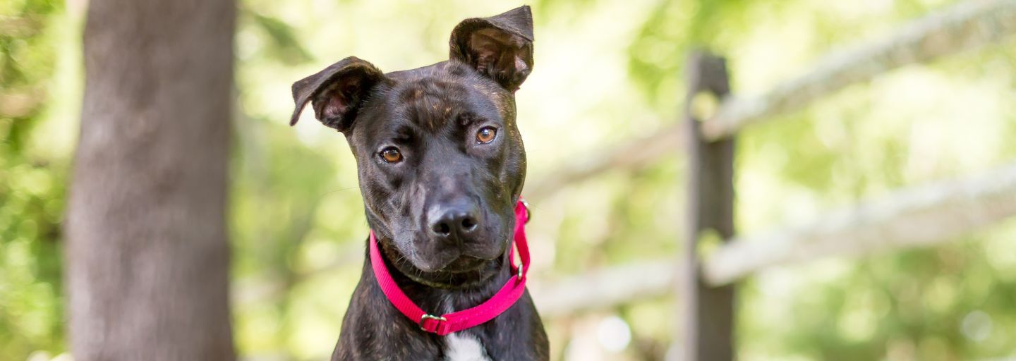 A brindle Pit Bull Terrier mixed breed dog wearing a pink collar at the park.