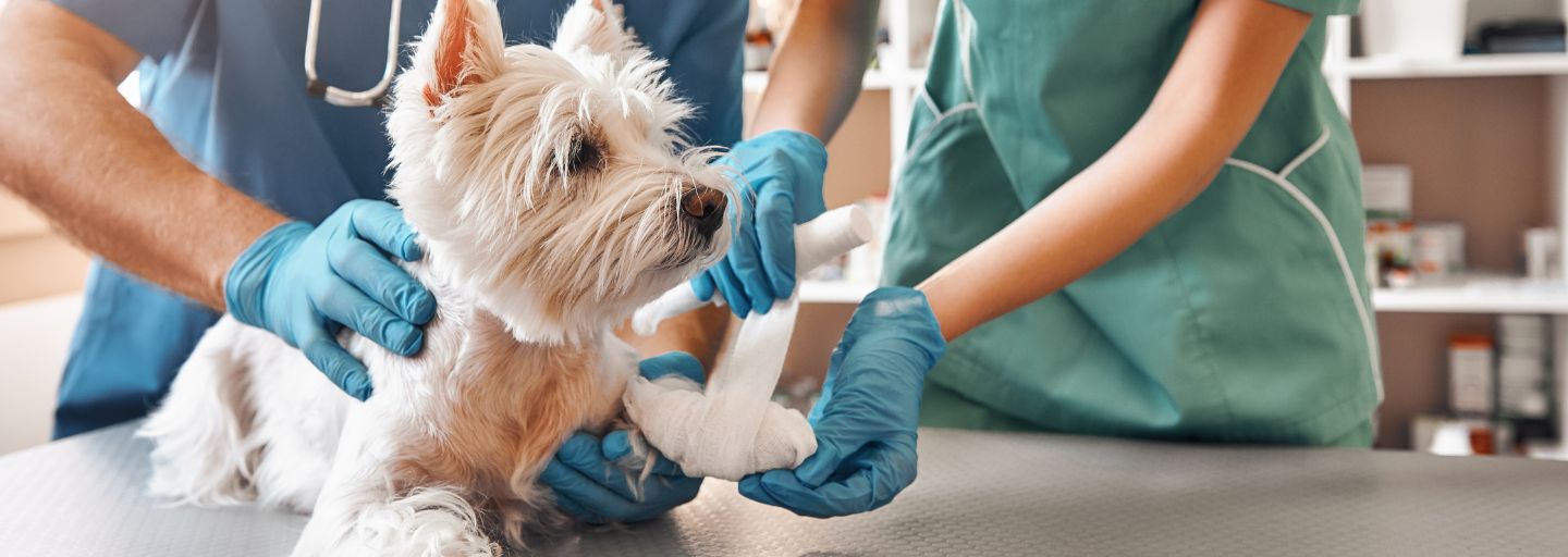dog at vet